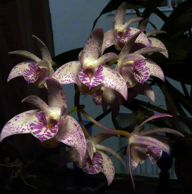 Dendrobium Jesmond Glitter hybrid orchid