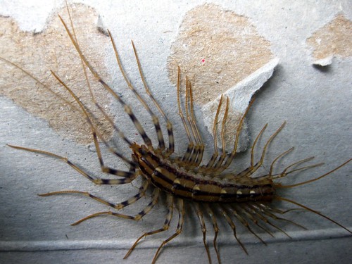 Crazy Bug (House Centipede)