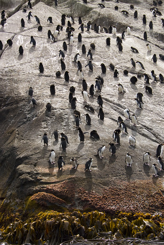 Snares crested penguins by cjuel