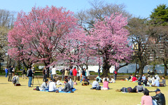 Cherry Blossoms at Shinjuku Gyoen, Tokyo Japan