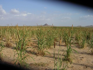 millet crops North Darfur