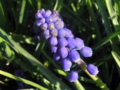 Grape Hyacinths