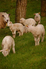 Sheep2009