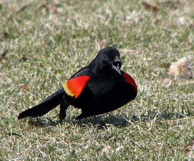 Red-winged Blackbird display