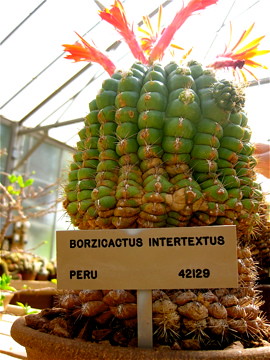 Borsiocactus interextus by Ruby Corazon