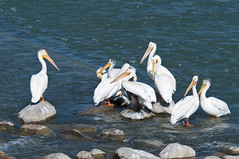 Oldman River Pelicans