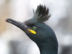 Cormorants (skarfar)