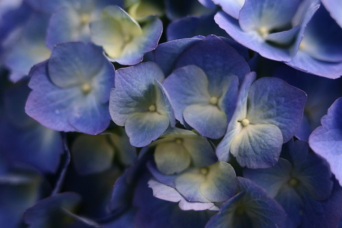 blue-spring-flowers