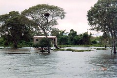 Pantanal 96