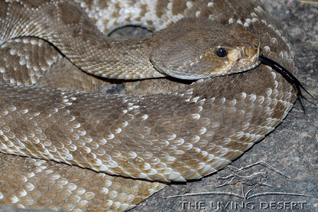 Red Diamond Rattlesnake Flickr - Photo Sharing!