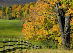 Vermont Foliage 2008