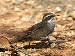 Psophodidae - Whipbirds and Wedgebills
