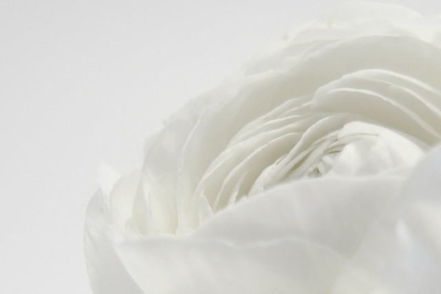 White flower 3