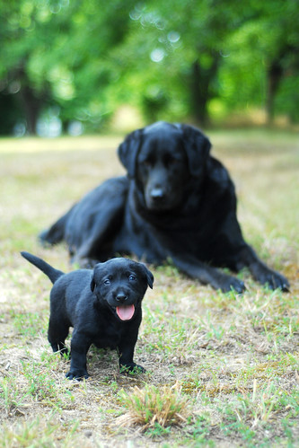 Black Lab Mother & pup