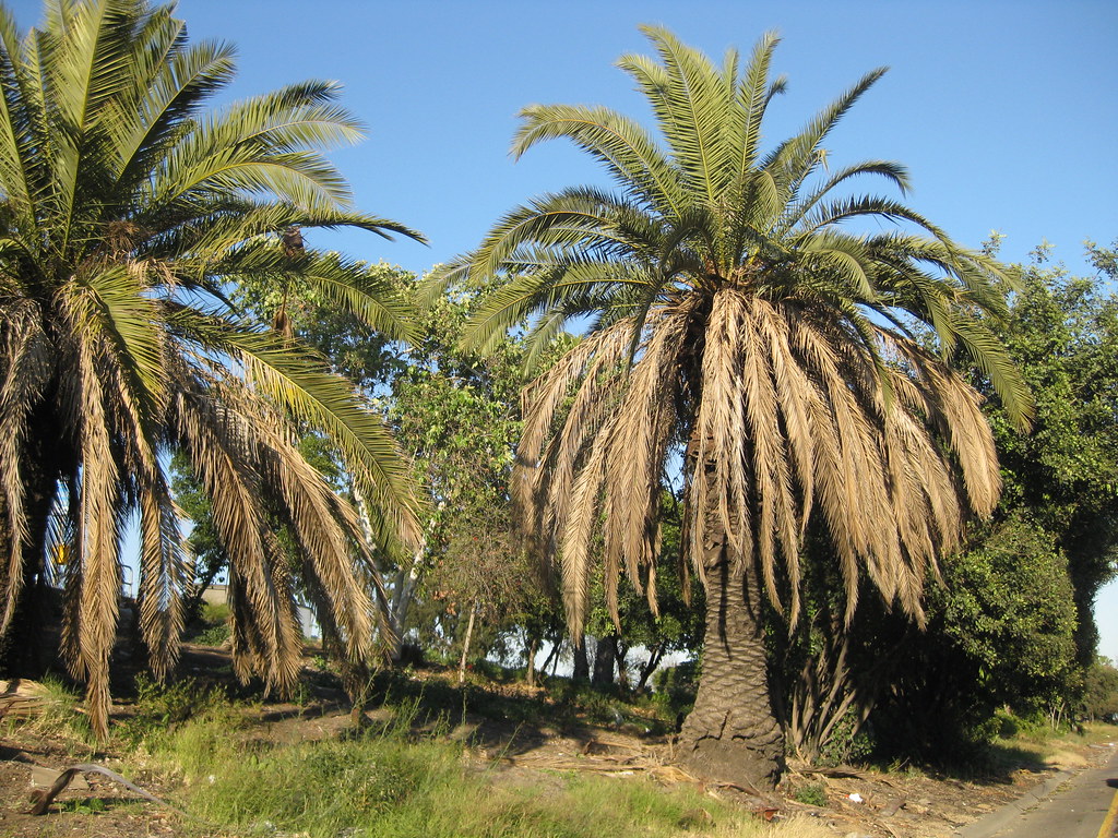 Roadside Palm Trees in LA
