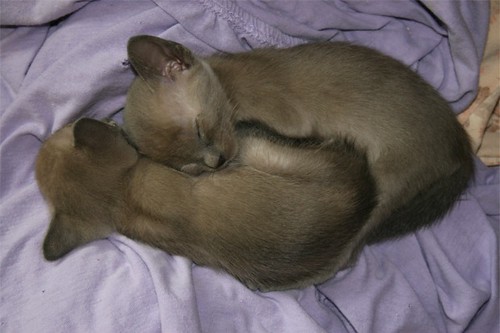 2 Tonkinese kittens, Blue Mink