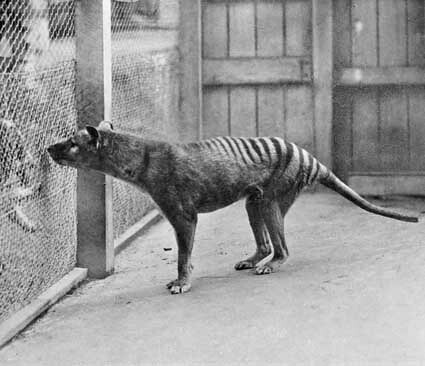 Thylacines 04 (Wiki)