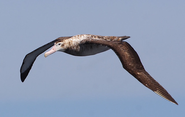 Albatros errante de las antípodas (Diomedea (exulans) antipodensis)