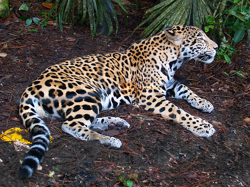 Jaguar, Belize Zoo