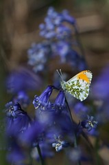 Bluebells & Butterflies