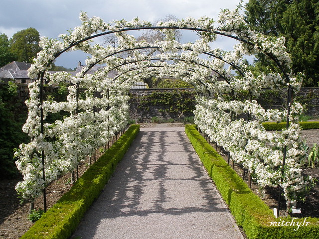 Tunnel Of Blossom