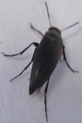 Coleoptera - Mordellidae cf sp.