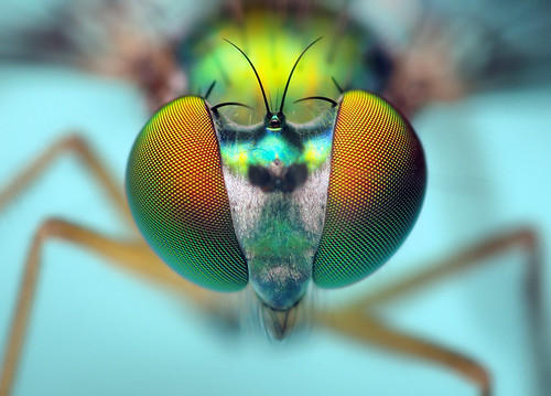 Head of a Longlegged Fly - (Condylostylus)