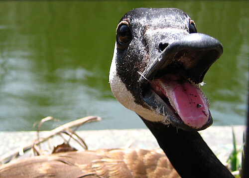 Angry Goose!