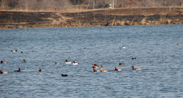 Fowl on lake at Independence Grove