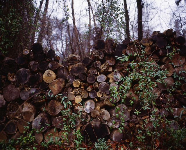 The Wood Pile