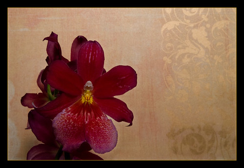 orchid flower pictures
