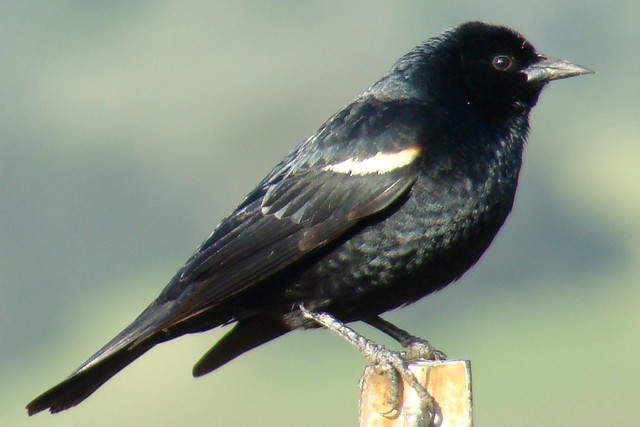 Black Bird With White Stripe On Wing