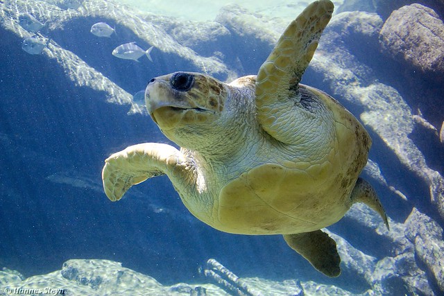 Turtle uShaka Marine World