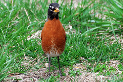 American Robin. First Sign Of Spring