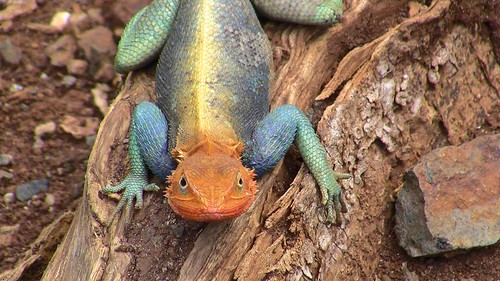 rainbow lizard
