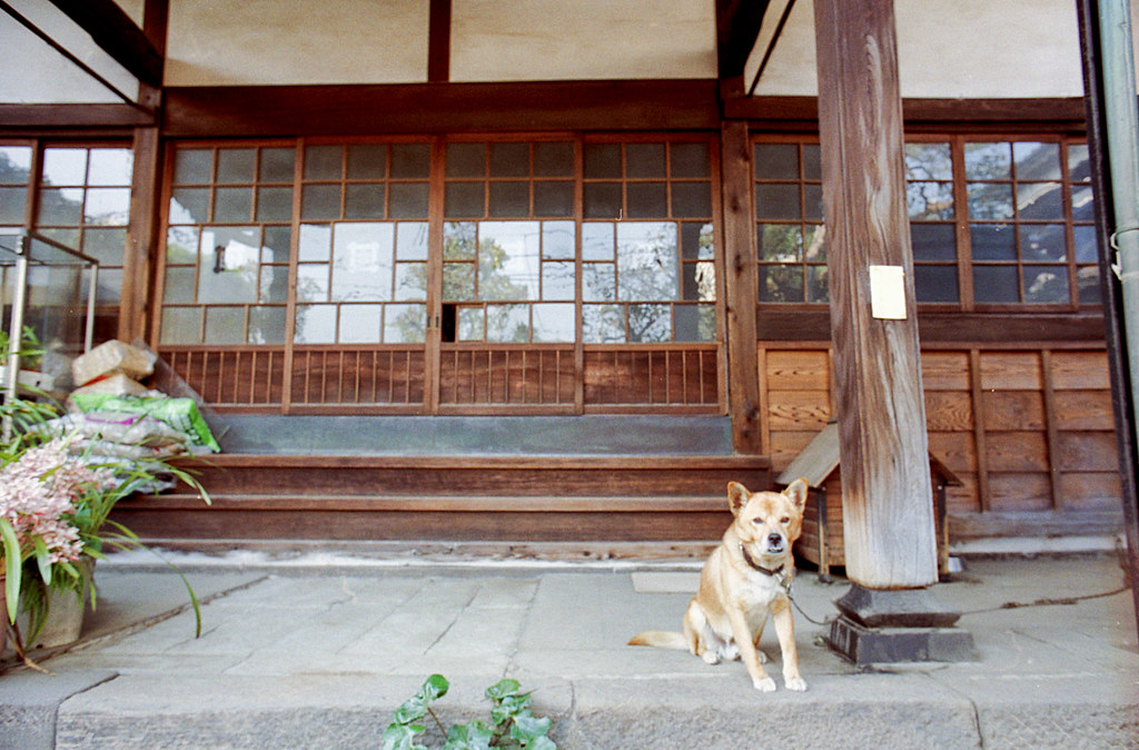寺の犬 FM2_020_0033