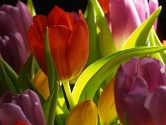 Tulips - Tulpen