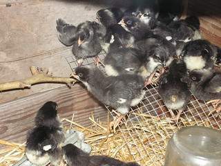 chicks inspect new roost