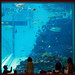 Nagoya Port Aquarium 