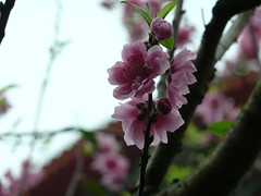 2009 春 花