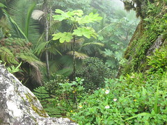 El Yunque Rain Forest