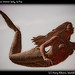 Flying topless bronze lady, la Paz
