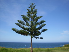 Araucariaceae 