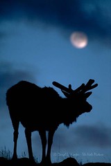 Elk of the Yellowstone Region