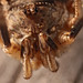 Brown Harvestman (Phalangium opilio)