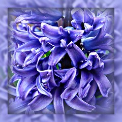 A Garden of Hyacinth