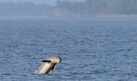 Irrawaddy
Dolphin