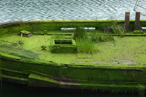 Overgrown ship deck, green grass, moss, The Mary D. Hume, built in 1881, Gold River, Oregon, USA by Wonderlane