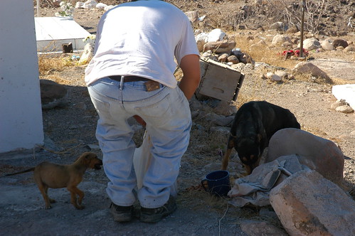 Mexican man opens the dog food bag for Rosie and Lady Momma to be fed, before Lady Momma brought the other starving pups, its more than 100 degrees outside, oversized blue metal cup, shade, cemetery, San Rosalia, Baja California Sur, Mexico by Wonderlane
