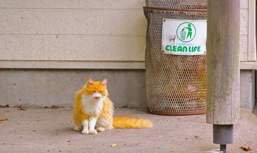 『ゴミ箱と猫』